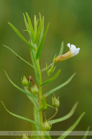 Genadekruid; Hedge Hyssop; Gratiola officinalis