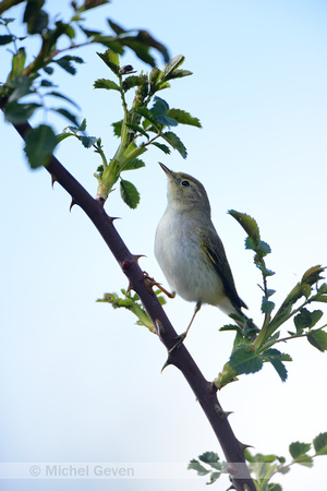 Bergfluiter; Bonelli's Warbler; Phuylloscopus bonelli