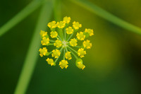 Pastinaak; Wild Parsnip; Pastinaca sativa