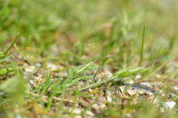 Duindravik; Goosegrass; Bromus hordeaceus subsp. thoemeinei