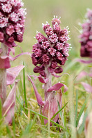 Groot hoefblad - Common Butterbur - Petasites hybridus