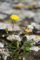 Pallenis maritima