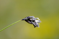 Blauwgras; Blue Moor Grass; Sesleria albicans;