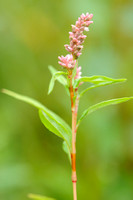 Amerikaans Perzikkruid - Persicaria pensylvanica