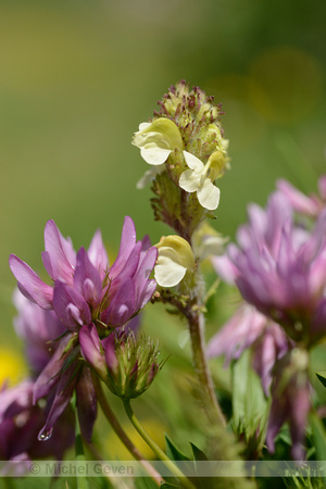 Long-beaked Yellow-lousewort; Pedicularis tuberosa