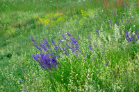 Veldsalie; Meadow Clary; Salvia pratensis; Sauge des prés