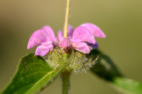 Iranese Jerusalemsalie; Iranian Jerusalem Sage; Phlomis herba-ve