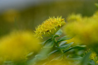 Roseroot; Rhodiola rosea