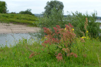 Geoorde zuring; Narrow-leaved Sorrel; Rumex thyrsifloru