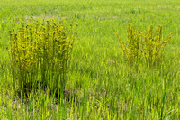 Koningsvaren; Royal Fern; Osmunda regalis