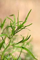 Zacht loogkruid; Russian thistle; Salsola tragus