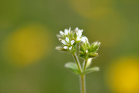 Kluwenhoornbloem; Sticky Mouse-ear; Cerastium glomeratum