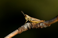 Franse prairiesprinkhaan; Common Straw Grasshopper; Euchorthippu