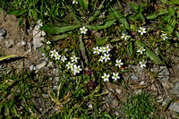 Arenaria multicaulis