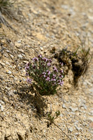 Echte tijm - Garden Thyme - Thymus vulgaris