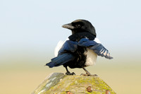 Ekster; Magpie; Pica pica;