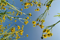 Groot Streepzaad; Rough Hawk's-beard; Crepis biennis