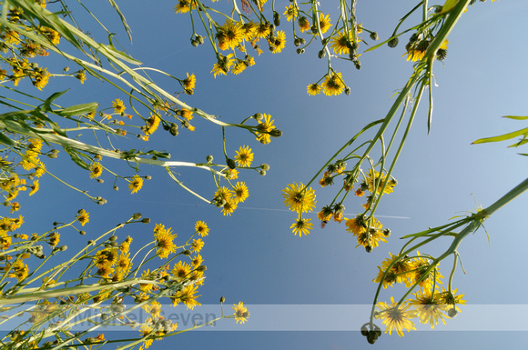 Groot Streepzaad; Rough Hawk's-beard; Crepis biennis