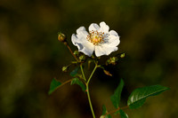 Wintergroene roos; Evergreen Rose; Rosa sempervirens