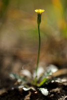 Glad Biggenkruid - Smooth cat's-ear - Hypochaeris glabra