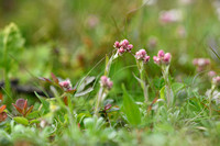 Alpen Rozenkransje Alpine everlasting; Antennaria alpina