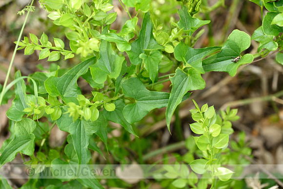 Spekwortel; Black Bryony; Tamus communis