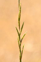 Thinleaf False Brome; Brachypodium phoenicoides;