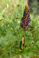 Orobanche lavandulacea