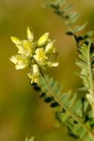 Oxytropis pilosa -  Astragalus pilosus