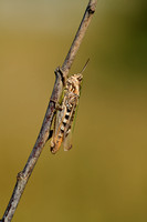 Snortikker; Lesser Grasshopper; Chorthippus mollis