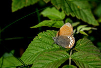 Alpenhooibeestje - Alpine heath - Coenonympha gardetta