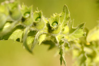 Bilzekruid; Black henbane; Hyoscyamus niger;