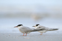 Visdief; Common Tern; Sterna hirundo