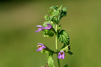 Stinkende ballote; Black Horehound; Ballota nigra subsp. meridio