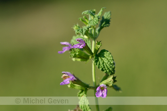 Stinkende ballote; Black Horehound; Ballota nigra subsp. meridio