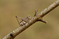 Dobbelsteensprinkhaan; Common slender Bush-cricket; Tessallana t