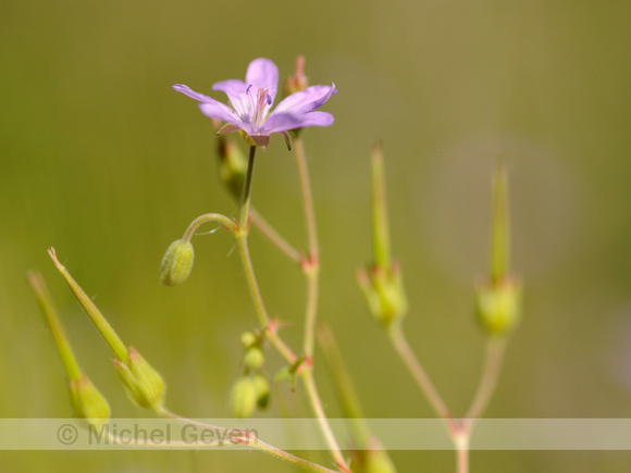 Bermooievaarsbek; Hedgerow Crane's-bill;Geranium pyrenaicum