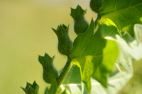 Bilzekruid; Black henbane; Hyoscyamus niger;