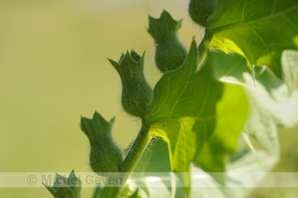 Bilzekruid; Black henbane; Hyoscyamus niger;