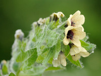 Bilzekruid; Black henbane; Hyoscyamus niger;