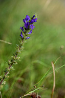 Campanula spicata