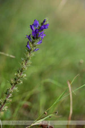 Campanula spicata