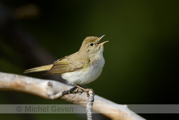 Bergfluiter; Bonelli's Warbler; Phyloscopus bonelli