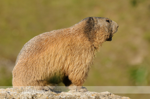 Alpenmarmot; Alpine Marmot; Marmota marmota