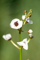 Pijlkruid; Arrowhead; Sagittaria sagittifolia