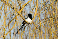 Ekster - Magpie - Pica pica