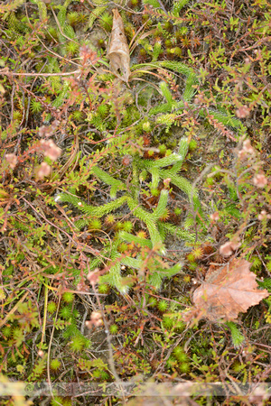 Grote Wolfsklauw; StagÕs-horn clubmoss; Lycopodium clavatum;