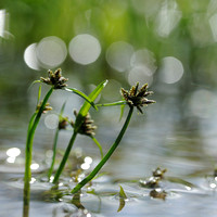 Bruin Cypergras - Brown Galingale - Cyperus fuscus