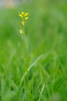 Vroeg Barbarakruid; Early Yellowrocket; Barbarea verba