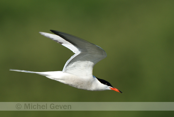 Visdief; Common Tern; Sterna hirundo